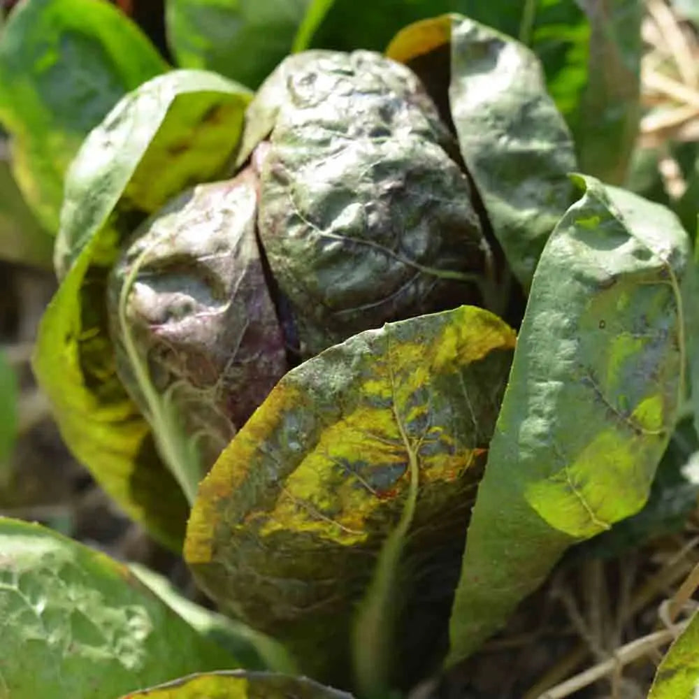 Graines de chicorée à larges feuilles rossa di treviso 4 précoce bio – La Ferme de Sainte Marthe