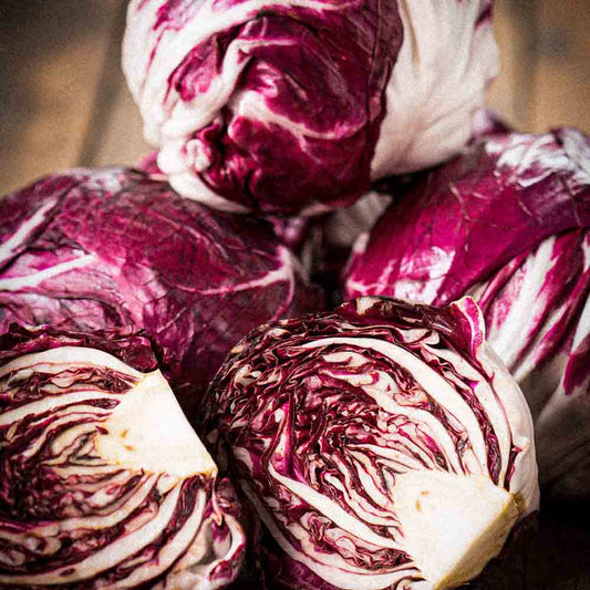 Graines de chicorée à larges feuilles rouge de vérone bio – La Ferme de Sainte Marthe
