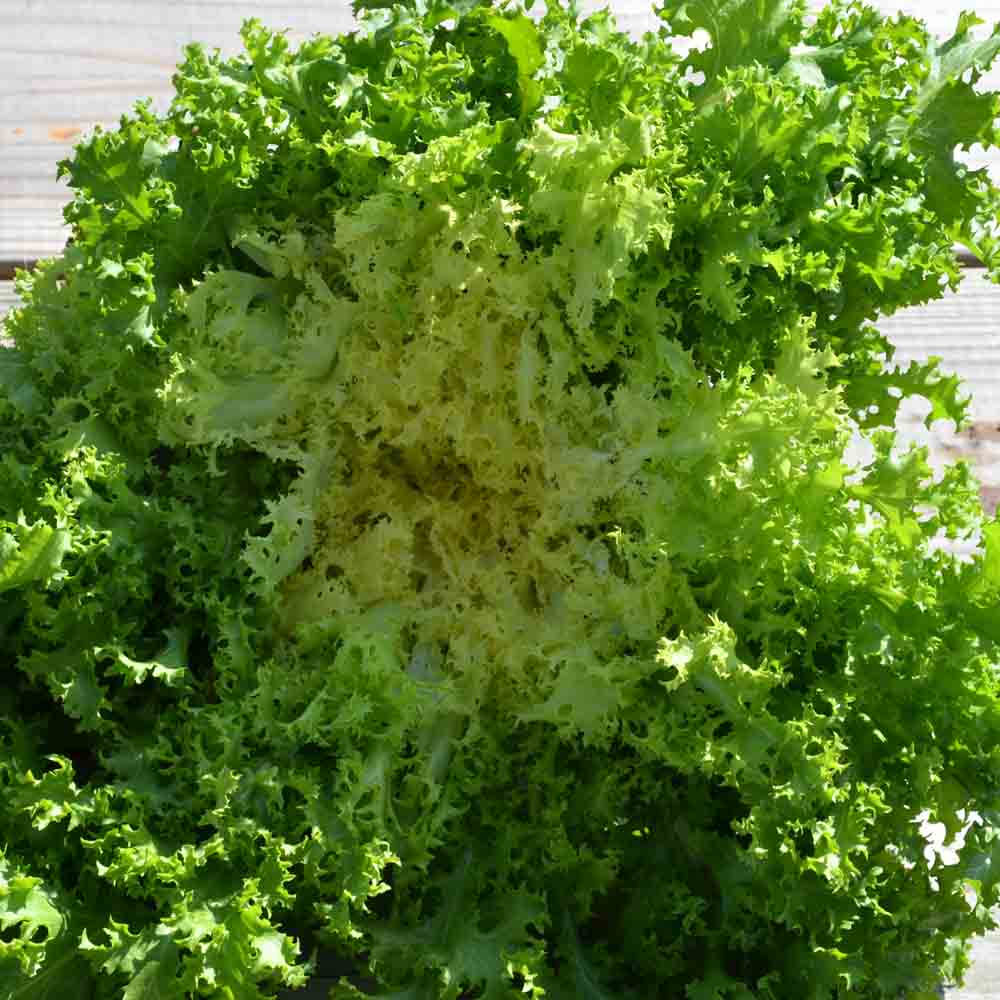 Graines de chicorée frisée de meaux bio – La Ferme de Sainte Marthe