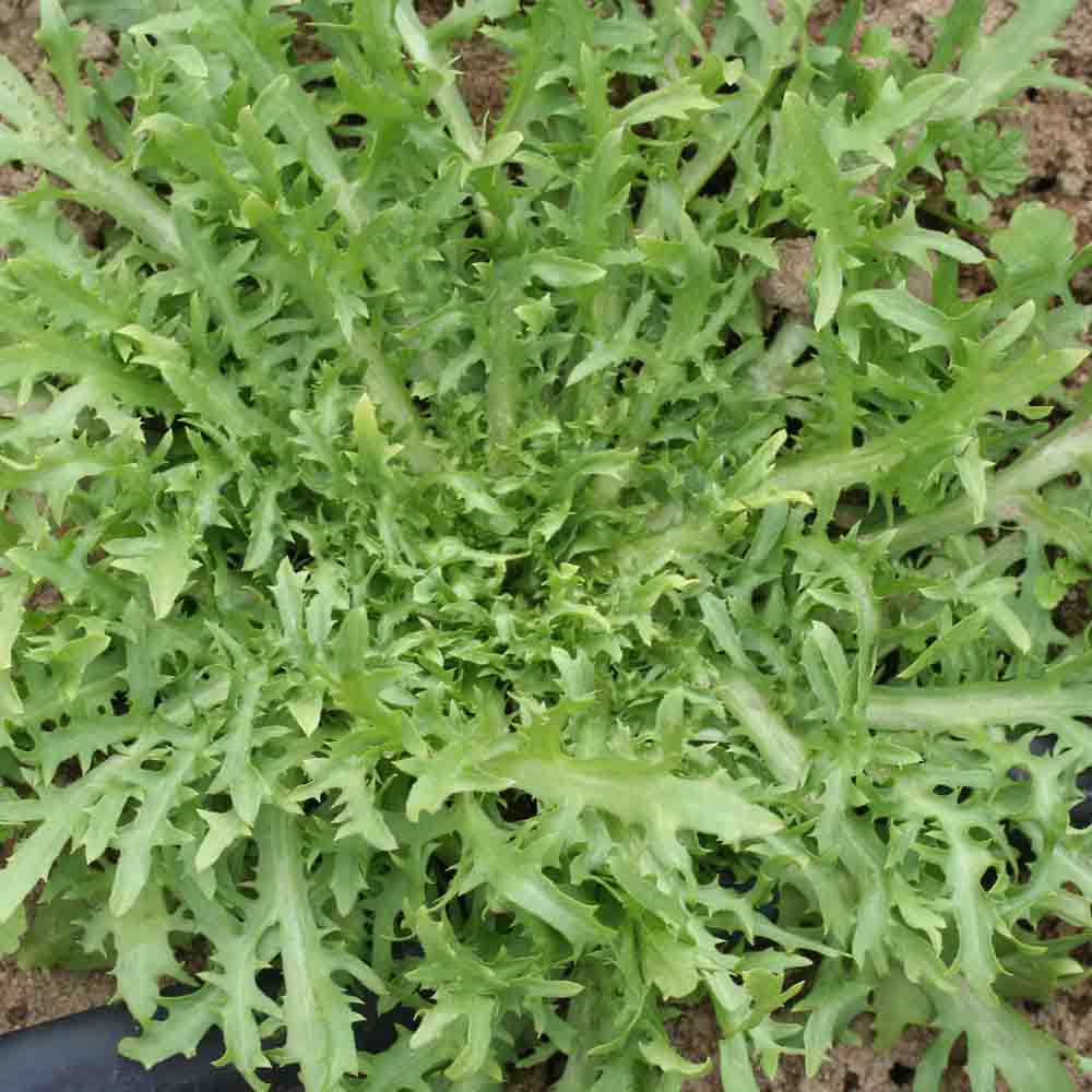 Graines de chicorée frisée fine de louviers bio – La Ferme de Sainte Marthe