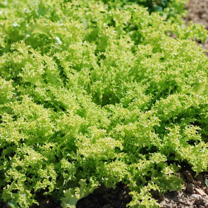 Graines de chicorée frisée grosse pancalière bio – La Ferme de Sainte Marthe