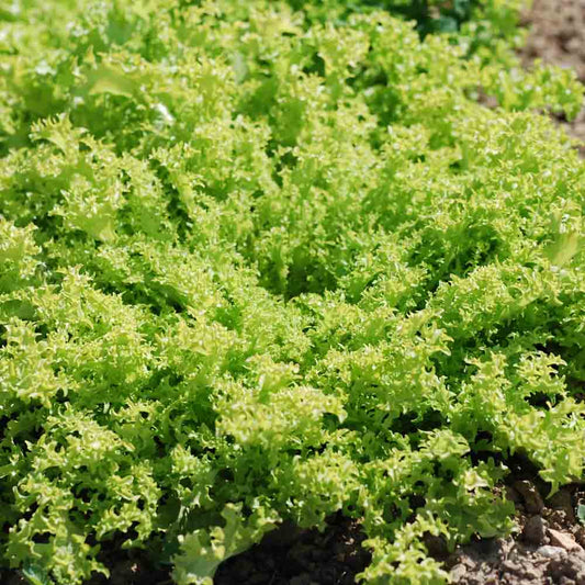 Graines de chicorée frisée grosse pancalière bio – La Ferme de Sainte Marthe