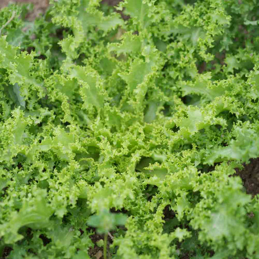 Graines de chicorée frisée wallonne bio – La Ferme de Sainte Marthe