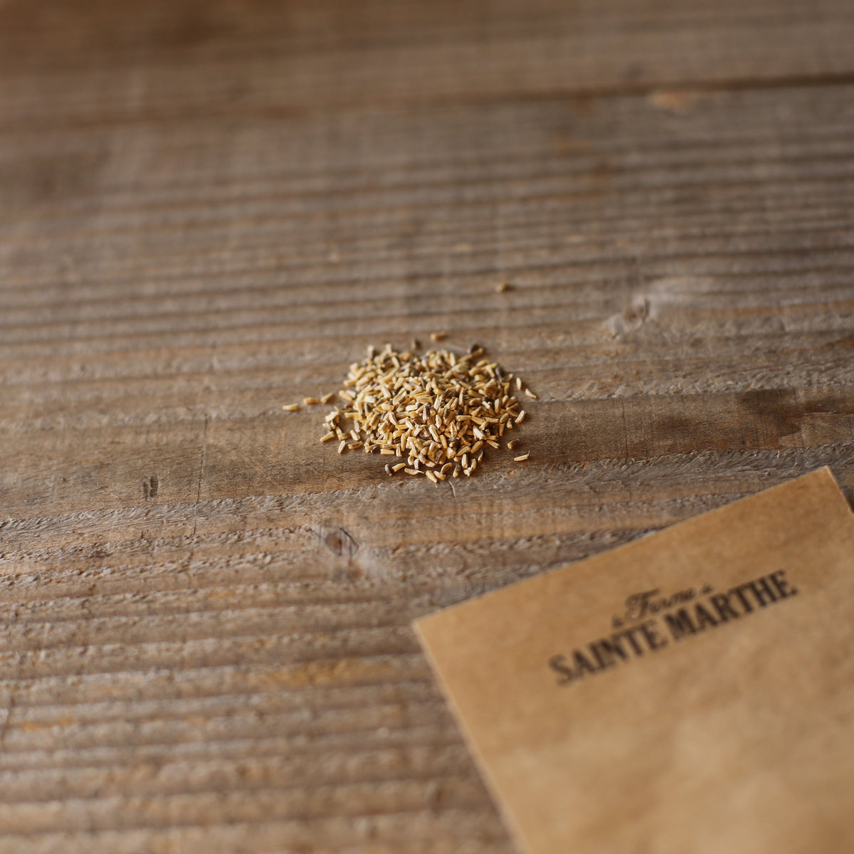 Graines de chicorée frisée wallonne bio – La Ferme de Sainte Marthe