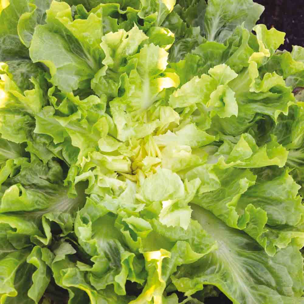 Graines de chicorée scarole blonde à cœur plein bio – La Ferme de Sainte Marthe