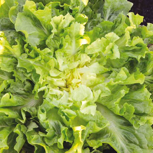 Graines de chicorée scarole blonde à cœur plein bio – La Ferme de Sainte Marthe