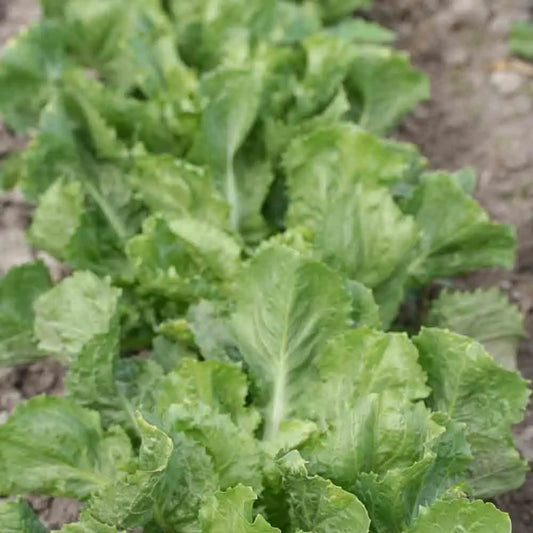 Graines de chicorée scarole cornet de bordeaux bio – La Ferme de Sainte Marthe