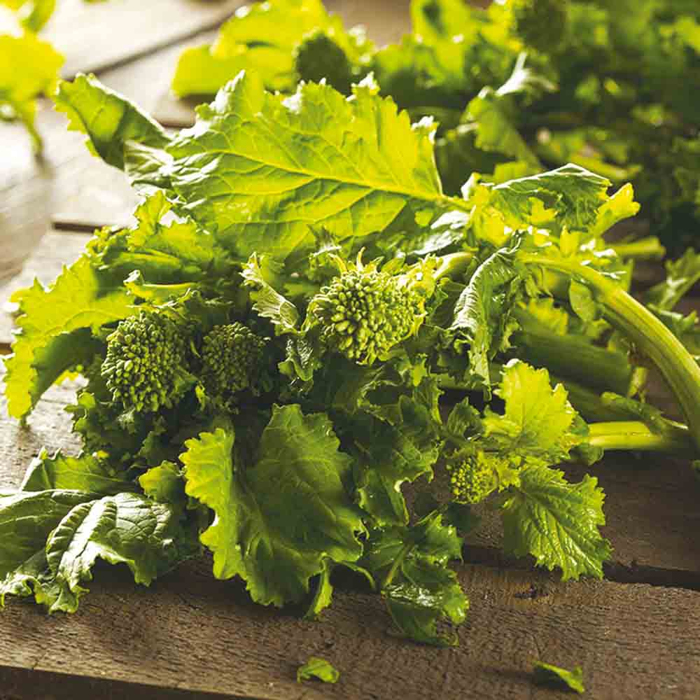 Graines de chou brocoli à jets sessantina bio – La Ferme de Sainte Marthe