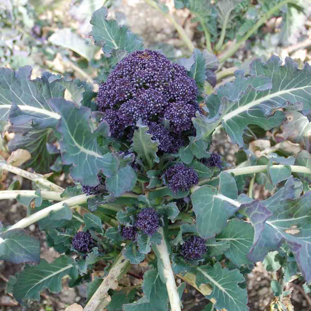 Graines de chou brocoli early purple sprouting bio – La Ferme de Sainte Marthe