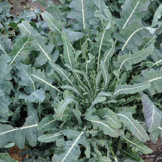Graines de chou brocoli fiolaro ou brocoli sauvage bio – La Ferme de Sainte Marthe