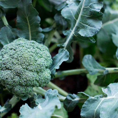Graines de chou brocoli rasmus bio – La Ferme de Sainte Marthe