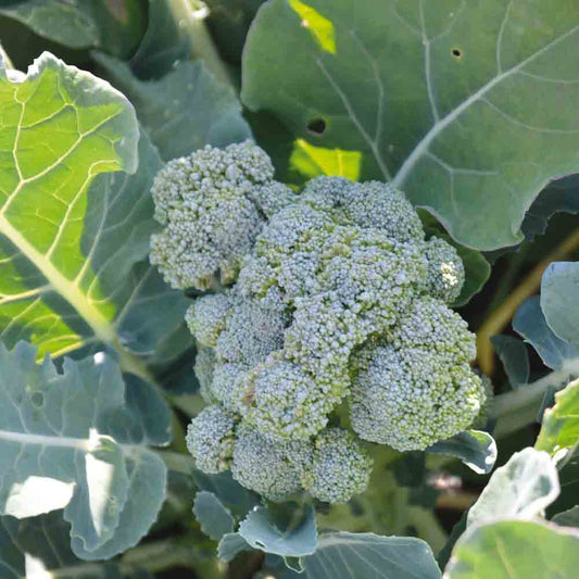 Graines de chou brocoli vert calabrese natalino bio – La Ferme de Sainte Marthe