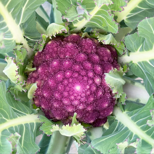 Graines de chou brocoli violet du cap bio – La Ferme de Sainte Marthe