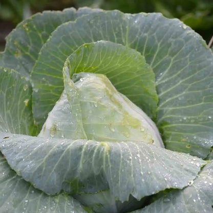 Graines de chou cabus cœur de bœuf des vertus bio – La Ferme de Sainte Marthe