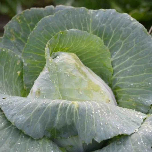 Graines de chou cabus cœur de bœuf des vertus bio – La Ferme de Sainte Marthe