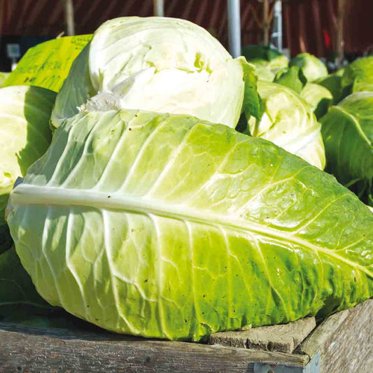 Graines de chou cabus filderkraut bio – La Ferme de Sainte Marthe