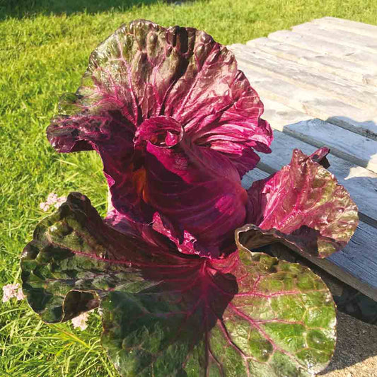 Graines de chou cabus kalibos bio – La Ferme de Sainte Marthe