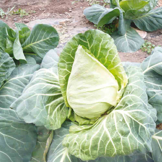 Graines de chou cabus précoce de louviers bio – La Ferme de Sainte Marthe