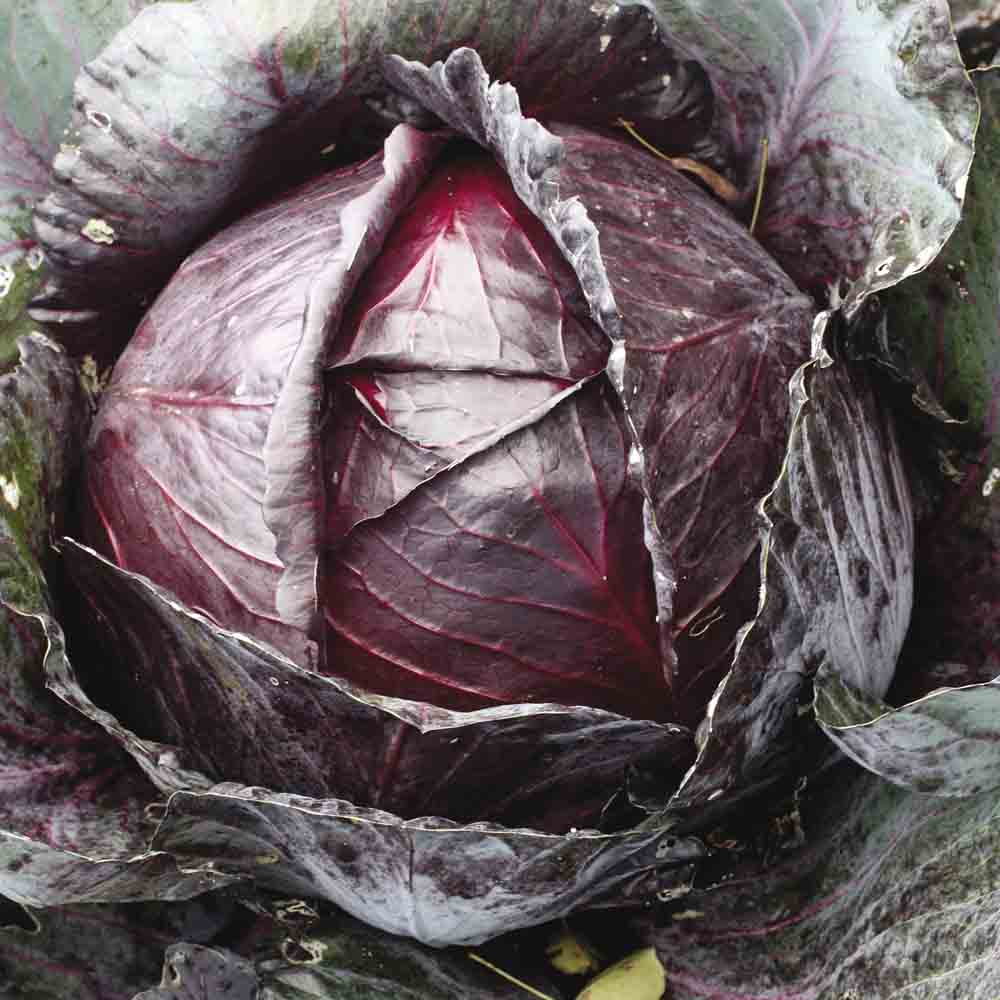 Graines de chou cabus rouge tête noire 3 bio – La Ferme de Sainte Marthe