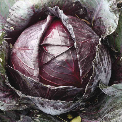 Graines de chou cabus rouge tête noire 3 bio – La Ferme de Sainte Marthe