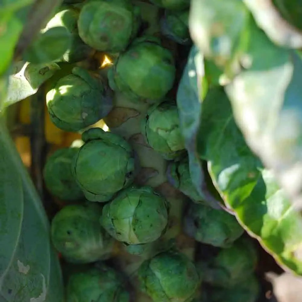 Graines de chou de bruxelles de rosny bio – La Ferme de Sainte Marthe