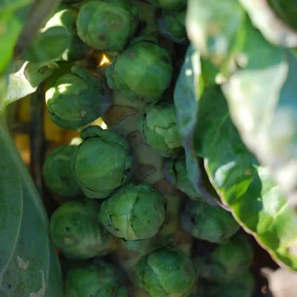 Graines de chou de bruxelles de rosny bio – La Ferme de Sainte Marthe