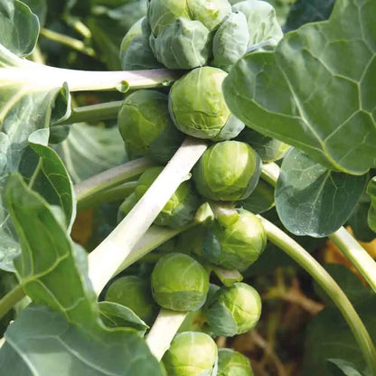 Graines de chou de bruxelles groninger bio – La Ferme de Sainte Marthe