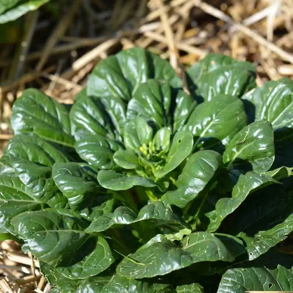 Graines de chou de chine pak choi tatsoi bio – La Ferme de Sainte Marthe