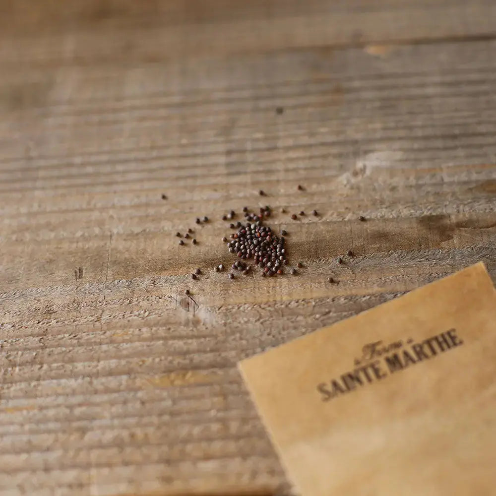 Graines de chou de chine pe tsaï fidel bio – La Ferme de Sainte Marthe