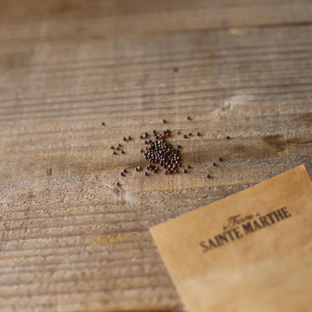 Graines de chou de chine pe tsaï granaat bio – La Ferme de Sainte Marthe