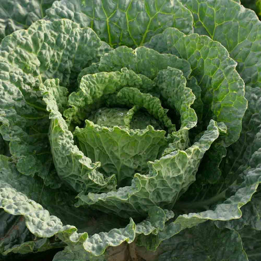Graines de chou de milan gros des vertus 4 bio – La Ferme de Sainte Marthe