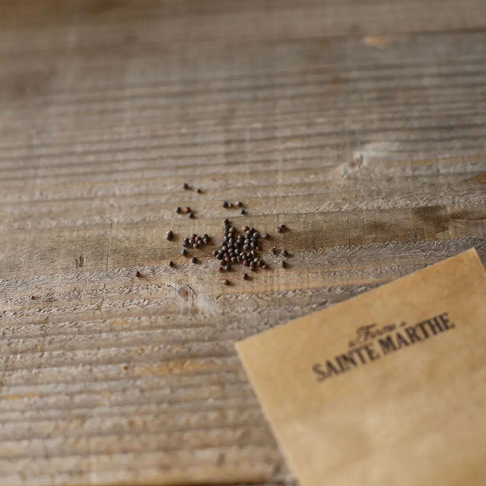 Graines de chou de milan gros des vertus 4 bio – La Ferme de Sainte Marthe