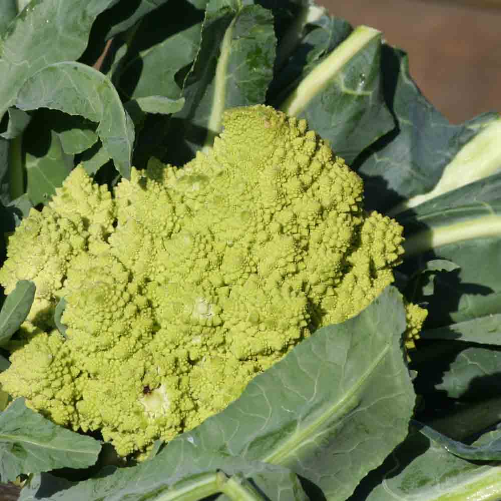 Graines de chou-fleur romanesco natalino bio – La Ferme de Sainte Marthe