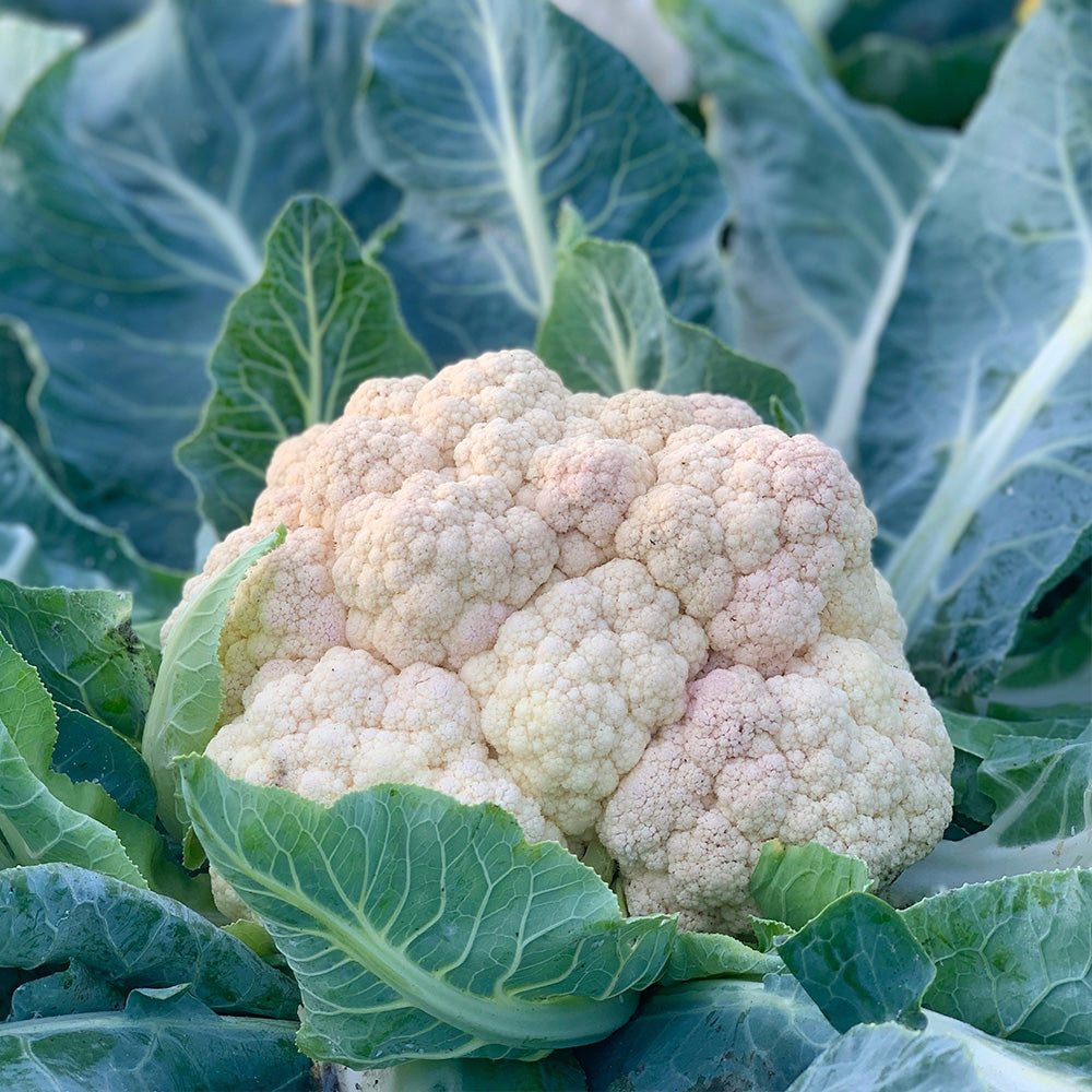 Graines de chou-fleur tardif d'angers bio – La Ferme de Sainte Marthe
