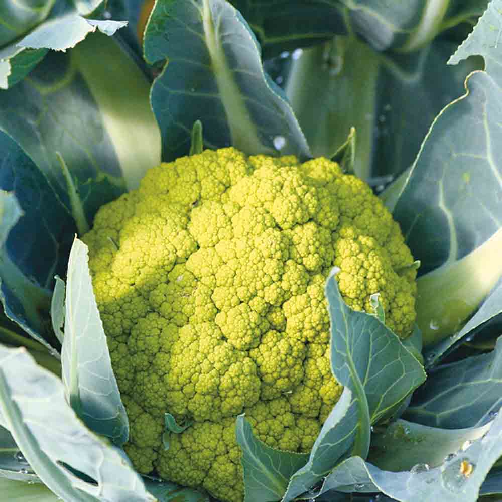 Graines de chou-fleur verde di macerata bio – La Ferme de Sainte Marthe