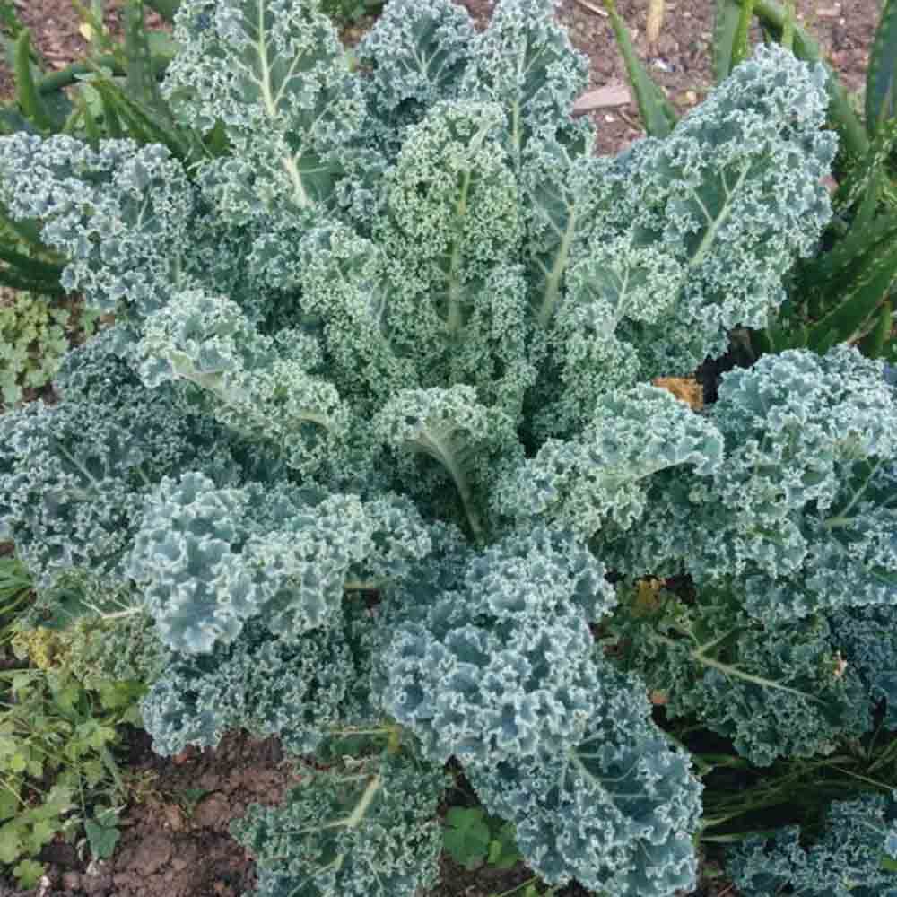 Graines de chou frisé kale blue scotch bio – La Ferme de Sainte Marthe