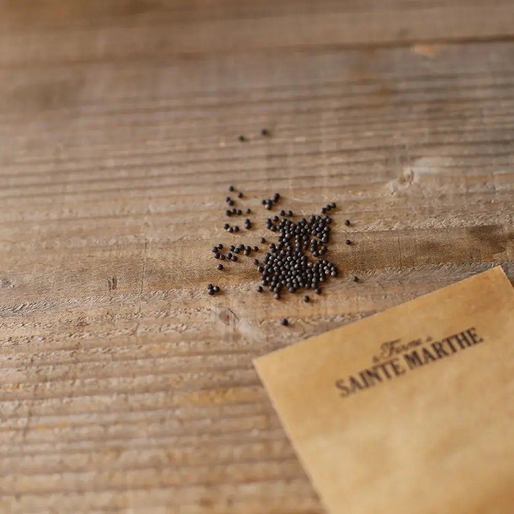 Graines de chou frisé kale blue scotch bio – La Ferme de Sainte Marthe
