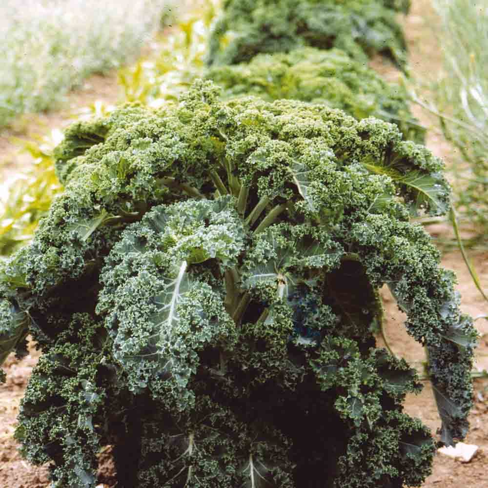 Graines de chou frisé kale branchu du poitou bio – La Ferme de Sainte Marthe