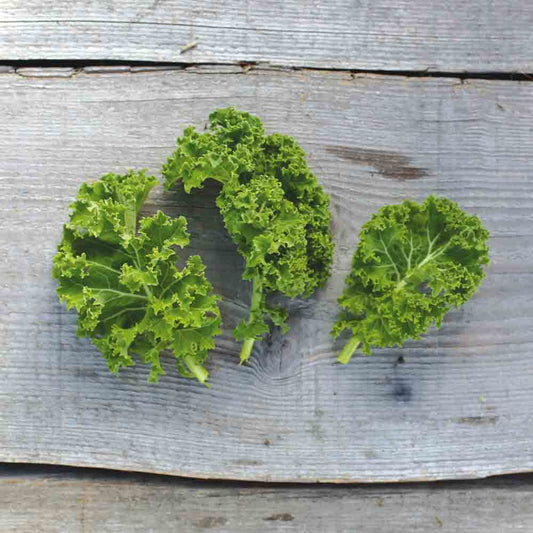 Graines de chou frisé kale demi-nain de westland bio – La Ferme de Sainte Marthe