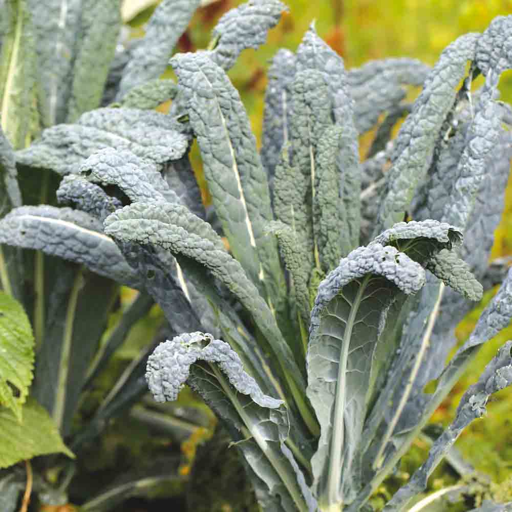 Graines de chou frisé kale lacinato ou chou palmier nero di toscana bio – La Ferme de Sainte Marthe