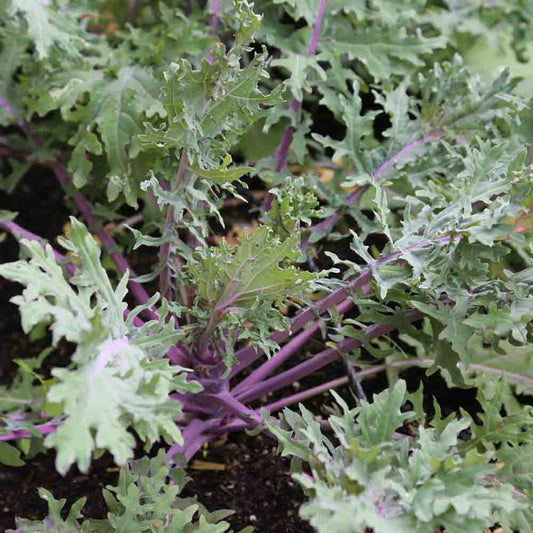 Graines de chou frisé kale rouge de russie bio – La Ferme de Sainte Marthe
