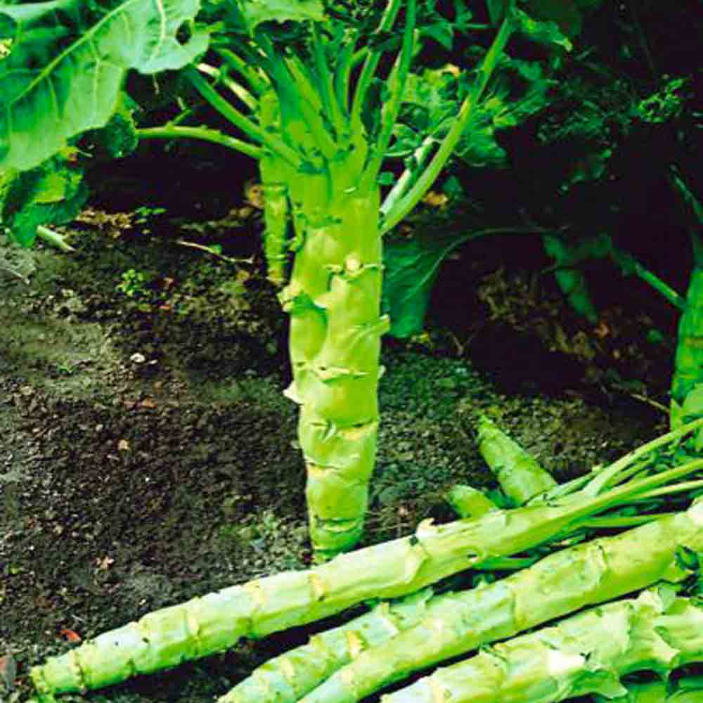 Graines de chou frisé kale tronchuda du portugal – La Ferme de Sainte Marthe