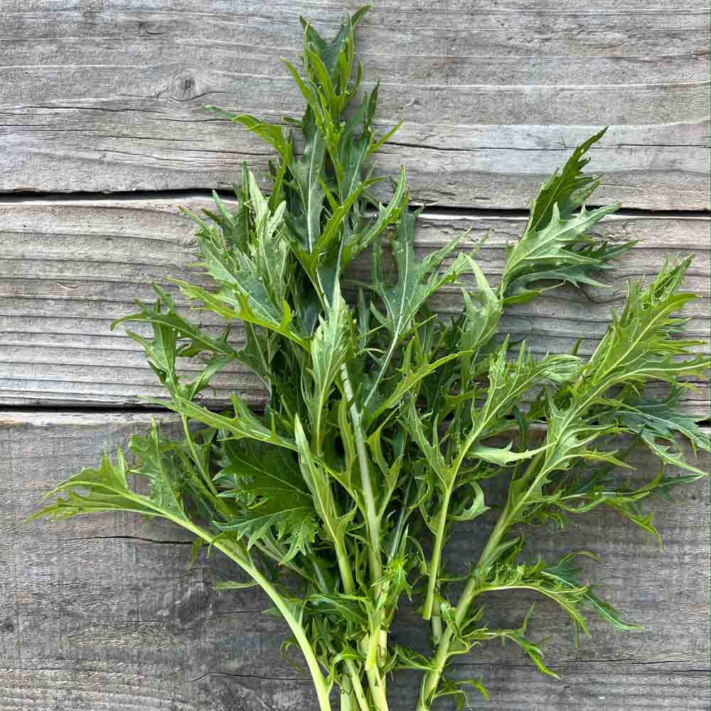 Graines de chou mizuna bio – La Ferme de Sainte Marthe