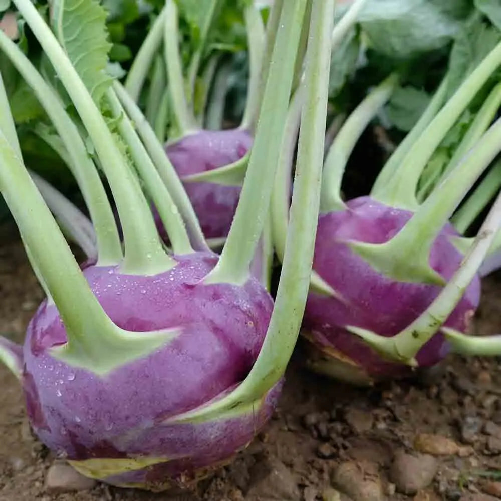 Graines de chou rave dyna bio – La Ferme de Sainte Marthe