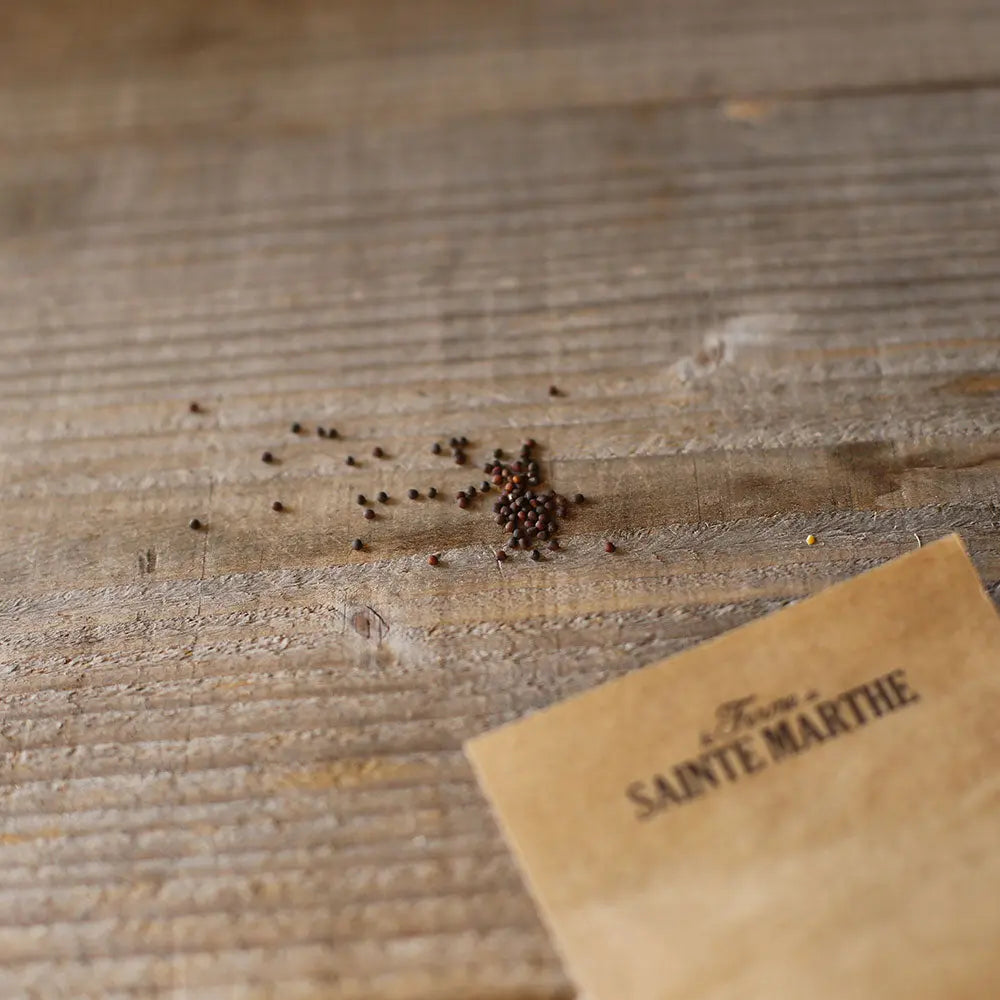 Graines de chou rave dyna bio – La Ferme de Sainte Marthe