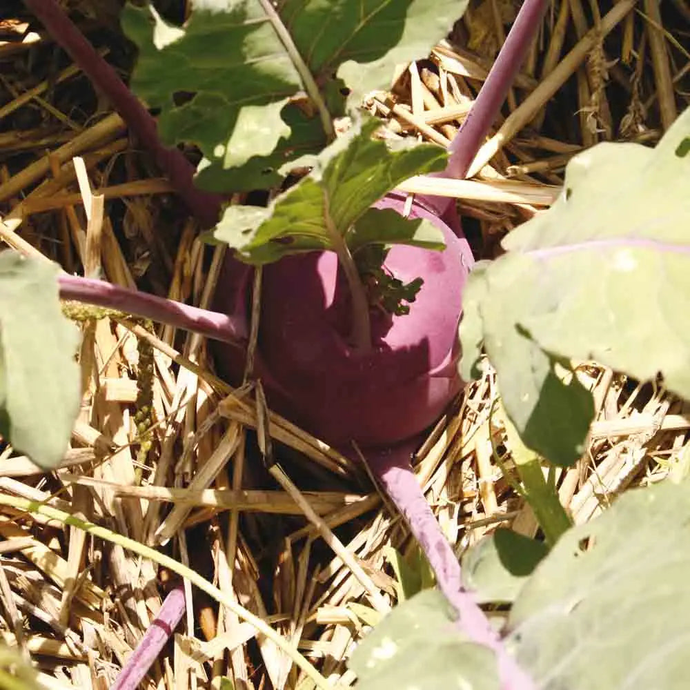 Graines de chou rave purple vienna bio – La Ferme de Sainte Marthe