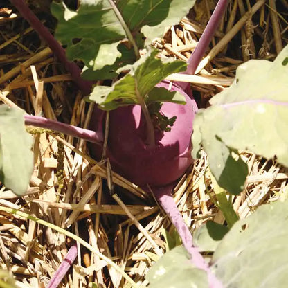 Graines de chou rave purple vienna bio – La Ferme de Sainte Marthe