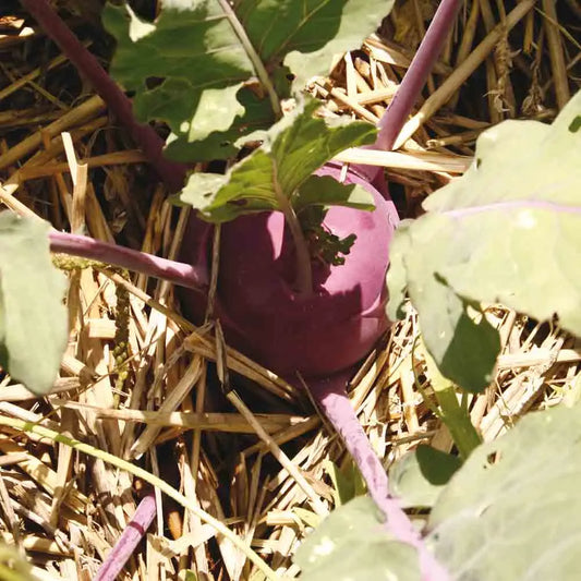 Graines de chou rave purple vienna bio – La Ferme de Sainte Marthe