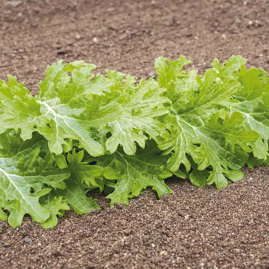 Graines de chou wasabino bio – La Ferme de Sainte Marthe