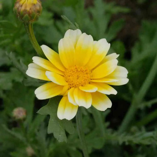 Graines de chrysanthème comestible bio – La Ferme de Sainte Marthe